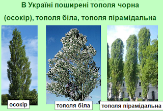 Функції тополі: важливість та роль у екосистемах України