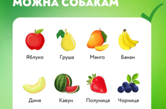 Що можна їсти йоркам: здорове харчування для вашого улюбленця