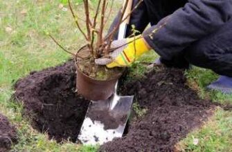 Коли й як правильно пересаджувати смородину: оптимальний час і поради