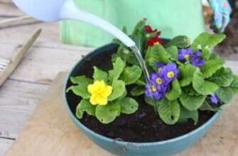 Коли правильно сіяти примулу з насіння: поради для вашого саду