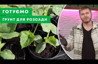 Який найкращий ґрунт для квітів та овочів: детальний огляд варіантів