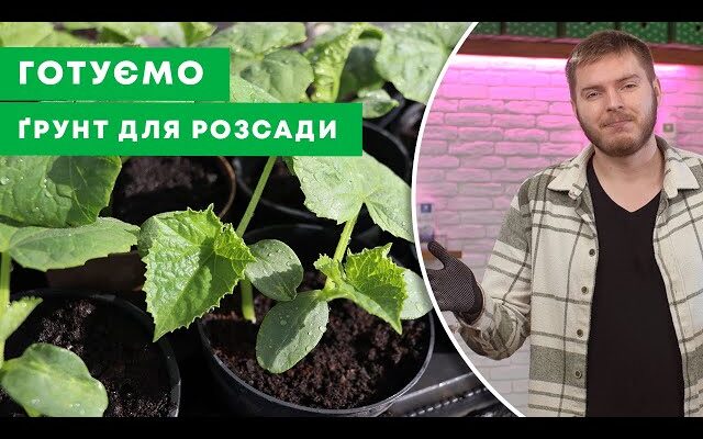 Який найкращий ґрунт для квітів та овочів: детальний огляд варіантів