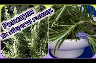 Ефективні способи збереження розмарину у горщику під час зимових холодів