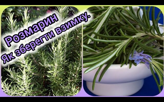 Ефективні способи збереження розмарину у горщику під час зимових холодів