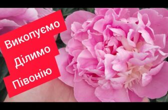 Як ефективно розділити кущ деревовидної півонії: детальна інструкція