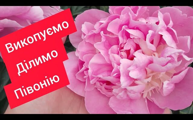 Як ефективно розділити кущ деревовидної півонії: детальна інструкція
