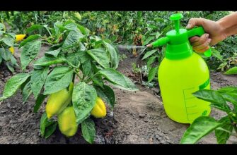 Як правильно підживити перець для активного росту та багатого врожаю