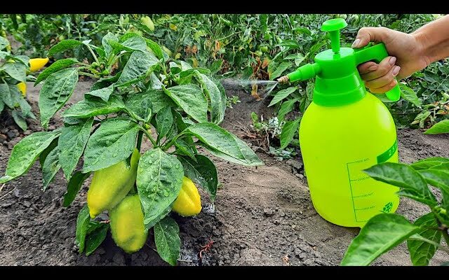 Як правильно підживити перець для активного росту та багатого врожаю