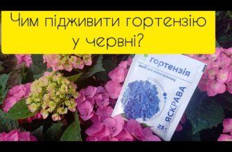 Як підживити гортензію для прискорення цвітіння: ефективні поради