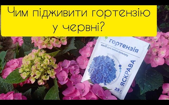 Як підживити гортензію для прискорення цвітіння: ефективні поради
