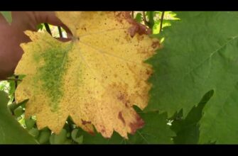 Причини жовтіння листя винограду та ефективні методи вирішення