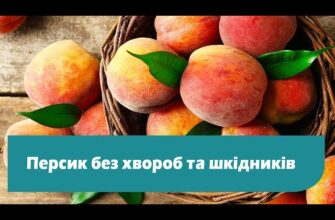 Ефективні засоби для обробки персиків: захист від хвороб та шкідників
