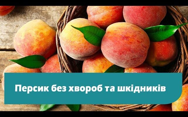 Ефективні засоби для обробки персиків: захист від хвороб та шкідників