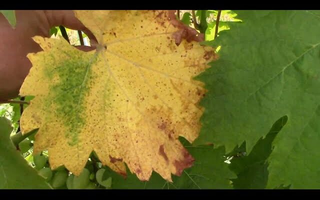 Причини жовтіння листя винограду та ефективні методи вирішення