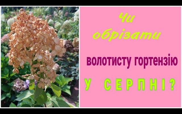 Чи варто обрізати гортензію в серпні: оптимальні поради та ризики
