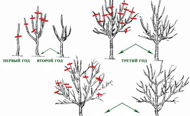 Коли краще обрізати квітучу айву у Великобританії: поради садівникам