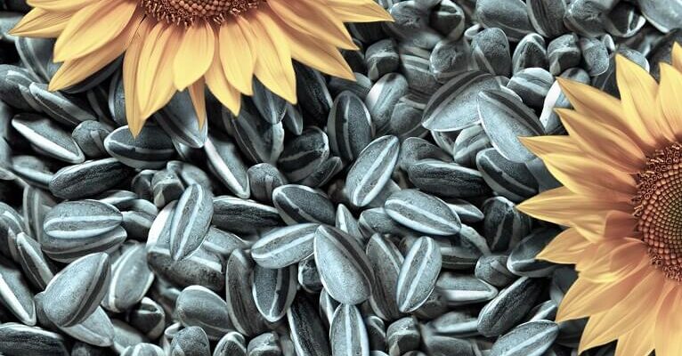 Історія: Коли та як людство почало вживати насіння соняшнику?