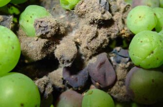 Ефективні народні засоби для обробки винограду від шкідників і хвороб