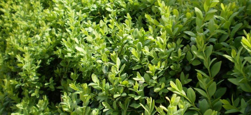 Недоліки живоплоту з бирючини: основні проблеми та як їх уникнути