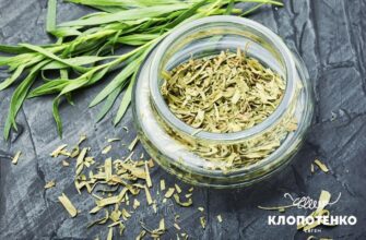 Тархун vs Естрагон: Основні Відмінності та Подібності Рослин