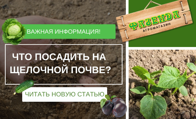 Що посадити в лужному ґрунті: кращі рослини для вашого саду