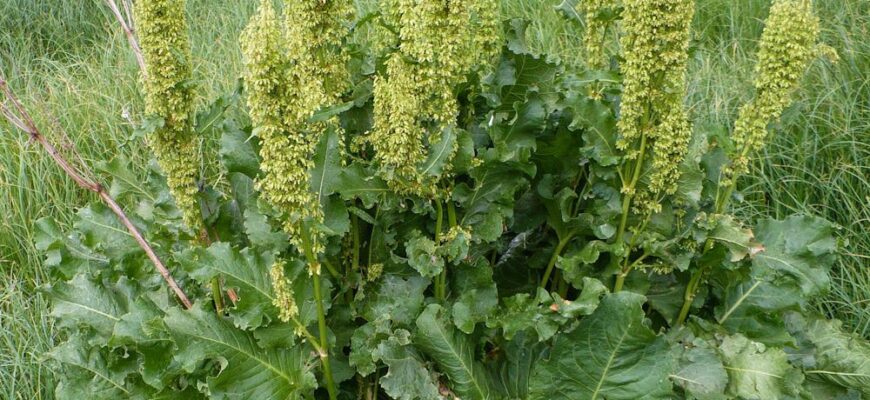 Чи можна їсти кінський щавель: користь та потенційна шкода для здоров’я