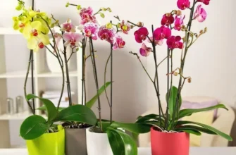 Чим полити орхідею після покупки: місце у квартирі та догляд