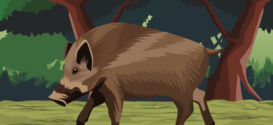 Що робити, якщо на вас чекає небезпека: кабан біжить за вами?