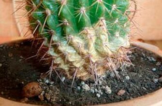 Що робити, коли кактус починає гнити зверху: покрокові поради