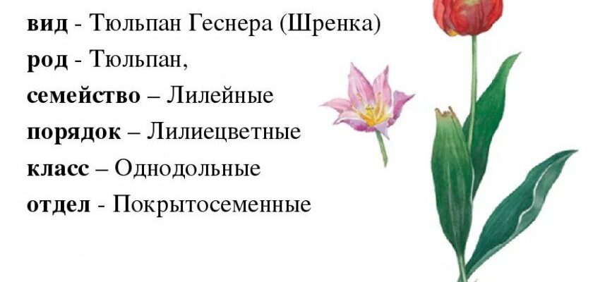 Як вирощують тюльпани: повний цикл від цибулини до квітки