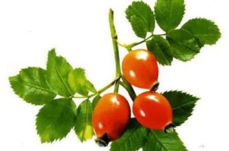 Як успішно виростити шипшину в горщику: поради для початківців