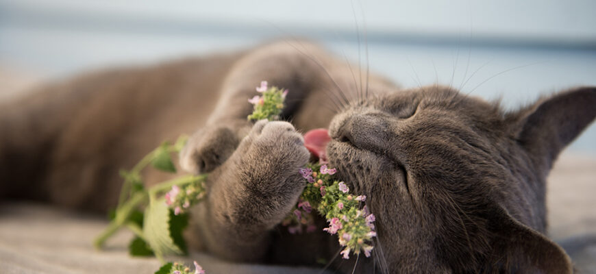 Ефект котячої м’яти: як змінюється поведінка вашої кішки