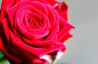 Розкриття символіки червоної троянди: значення та історія квітки