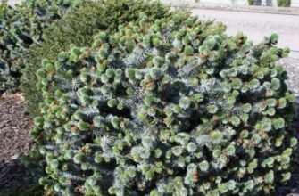 Тривалість життя яблуні: скільки років може рости дерево?