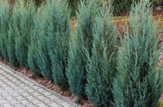 Як правильно і часто потрібно поливати ялівець скельний: рекомендації