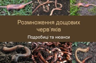 Як відбувається процес запліднення у дощових черв’яків: детальний огляд