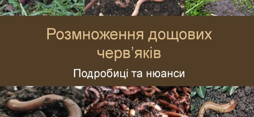 Як відбувається процес запліднення у дощових черв’яків: детальний огляд