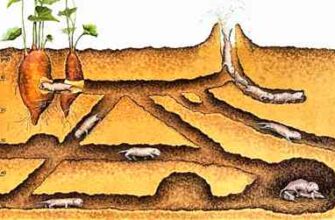 Хто риє ходи під землею: розкриття таємниць підземного світу