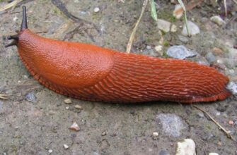 Іспанський слимак: ключові відмінності від звичайних видів молюсків