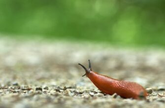 Корисні властивості слимаків: як вони можуть приносити користь людині