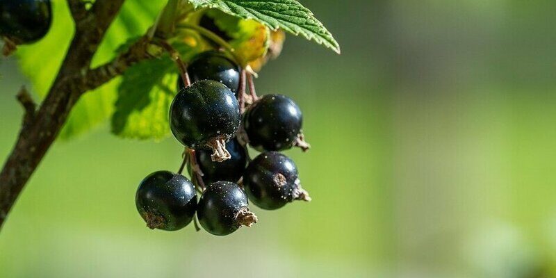 Смородина в Каліфорнії: Чому ця ягода під забороною закону?