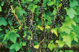 Як довго потрібно сушити смородину в сушарці: рекомендації та поради