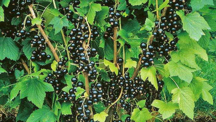 Як довго потрібно сушити смородину в сушарці: рекомендації та поради