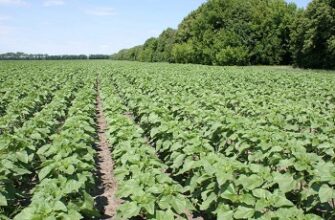 Оптимальна ширина міжрядь: ключ до ефективного вирощування культур