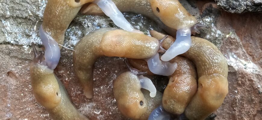 Загадка природи: де і як з’являються слимаки у Minecraft?