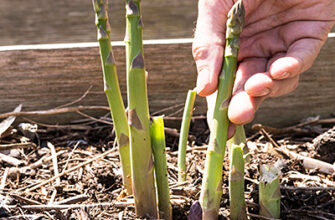 Як правильно обрізати спаржу восени: поради та рекомендації для садівників