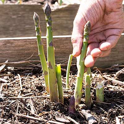 Як правильно обрізати спаржу восени: поради та рекомендації для садівників