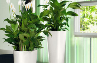 Чи дозволяється пересаджувати спатифілум під час цвітіння: поради та нюанси