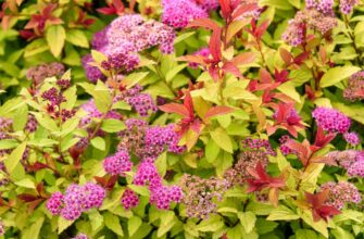 Оптимальний час для підстригання спіреї: поради та рекомендації