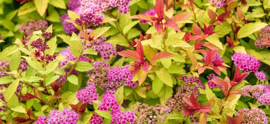 Оптимальний час для підстригання спіреї: поради та рекомендації